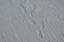 Emerald Isle_d2 (15)